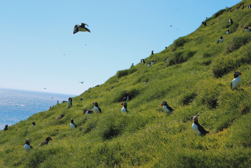 Mykines - visiting a colony of Atlantic puffins 