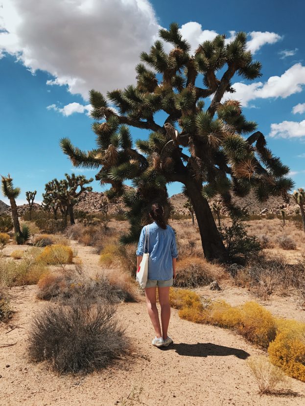 A girl standing staring at a large lonesome Joshua Tree