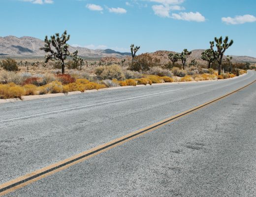 The lonesome Joshua Tree - my first visit to the U.S desert