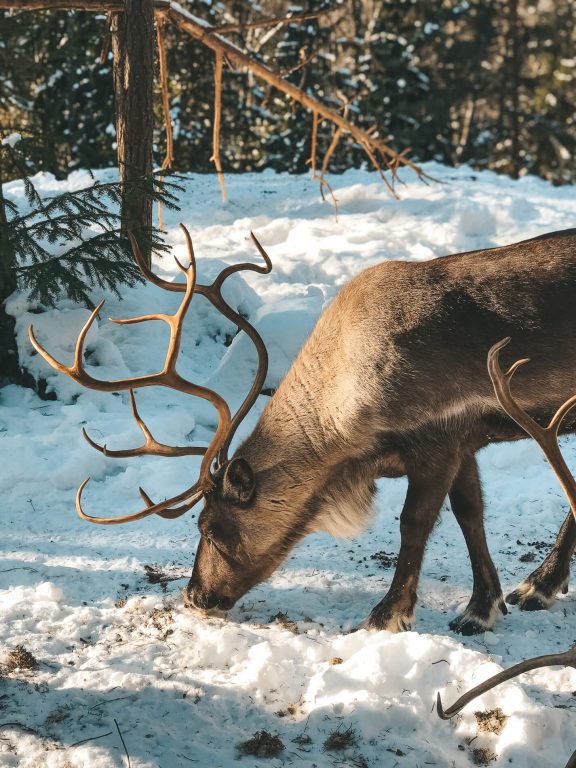 Nuuksio National Park, feeding reindeer, finland