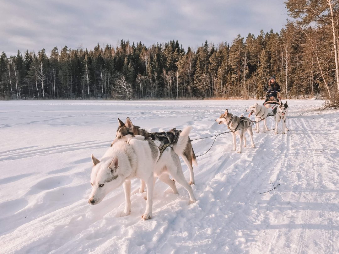dog travel to finland