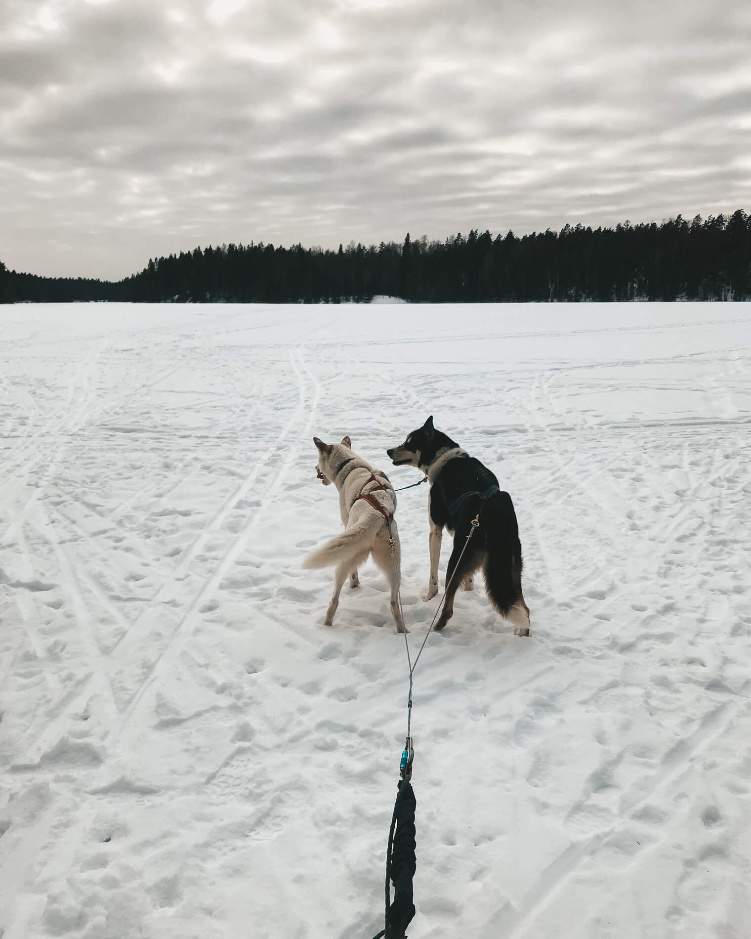 dog sledding near helsinki, lapland, husky tour, husky sledding